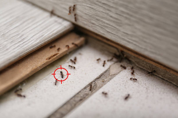 Best Affordable Pest Control Services  in Reno, OH