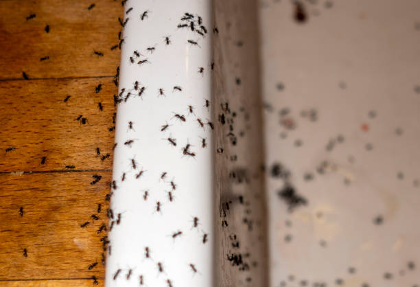 Best Flea Control Services  in Reno, OH