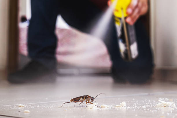 Best Wasp Removal Services  in Reno, OH