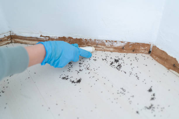 Best Pest Control Near Me  in Reno, OH